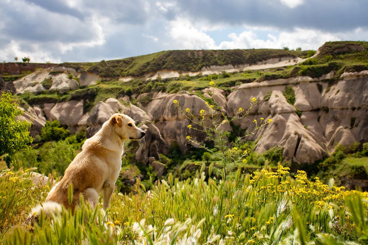 Wellshire Animal Hospital Tour | Vet Clinic In In Denver, CO