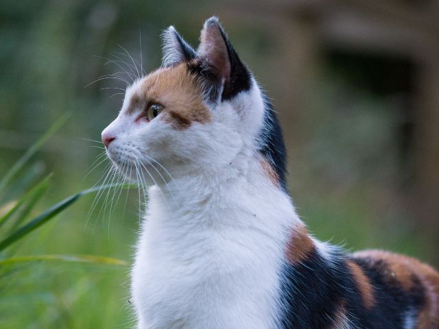 A cat sitting in grass