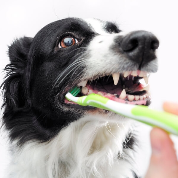 Close-up of black and white dog's teeth being brushed with bright green toothbrush