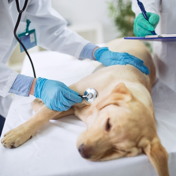 Dog lying down with stethoscope held against his chest during veterinary exam