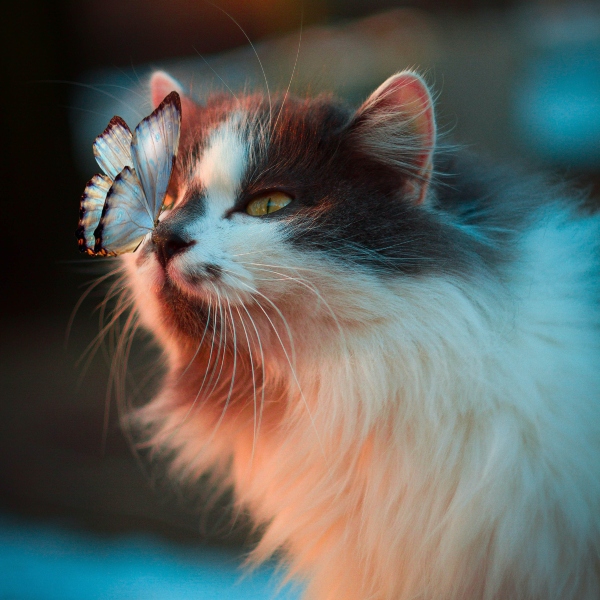 Butterfly on cat nose