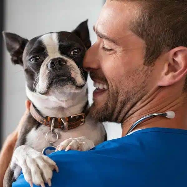 Smiling veterinarian cuddling a Boston Terrier dog wearing a collar and ID tag during a check-up