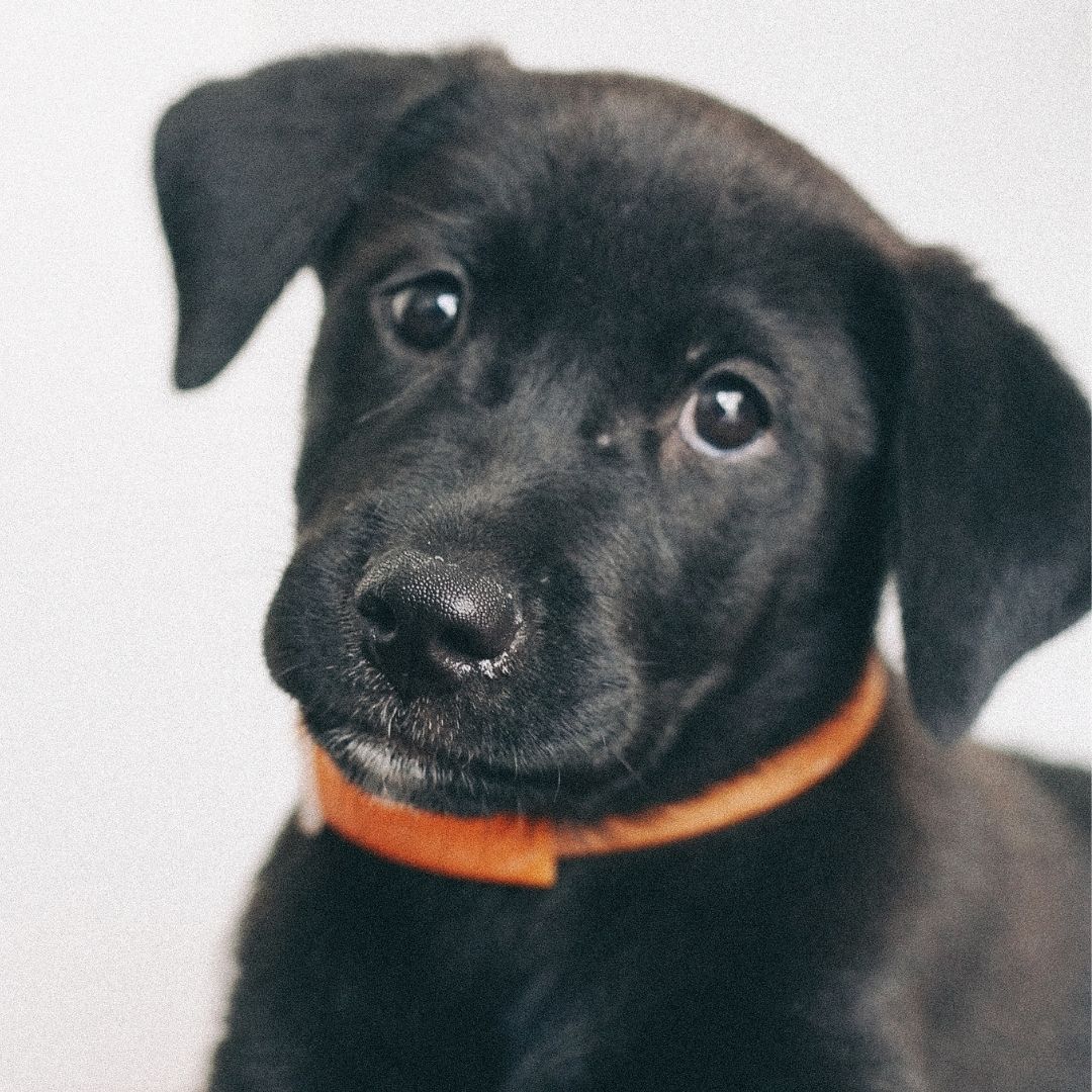 A black dog seeing front side