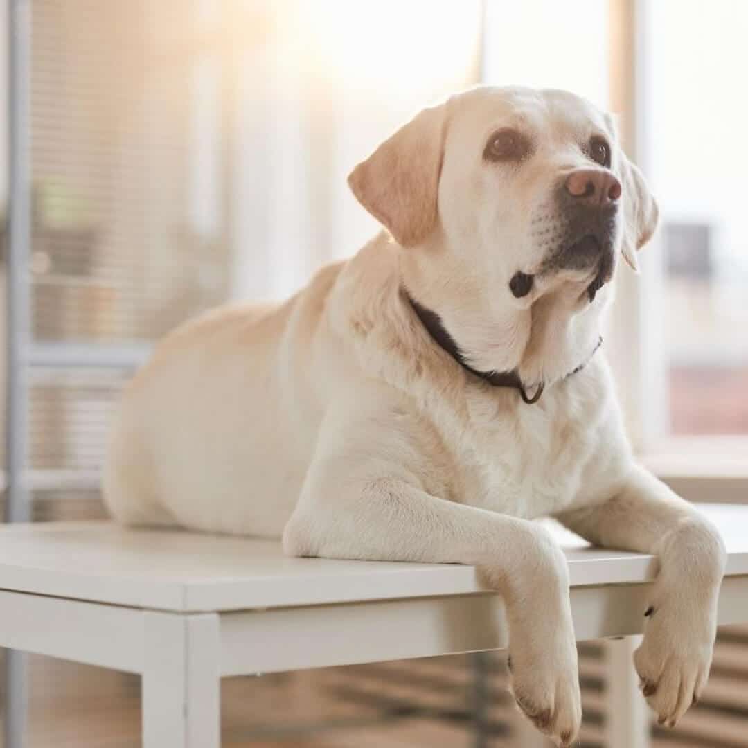 pet lab test