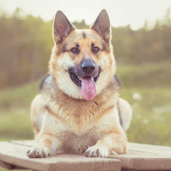 A dog sitting on a wooden bench